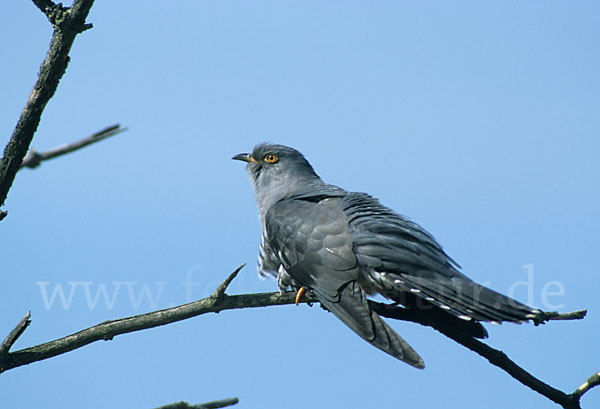 Kuckuck (Cuculus canorus)