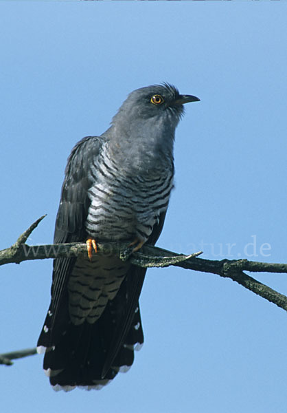 Kuckuck (Cuculus canorus)