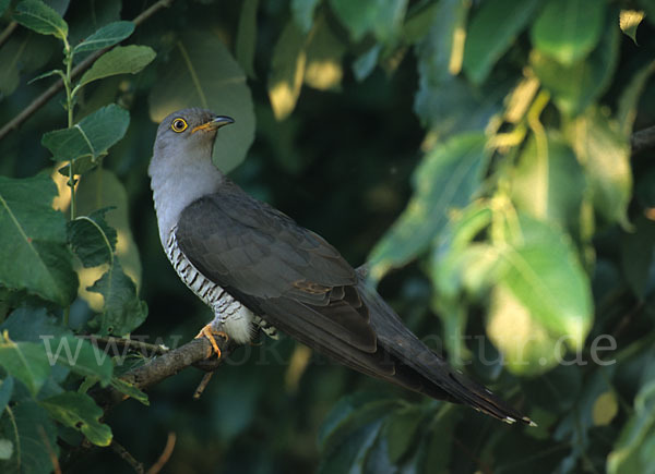 Kuckuck (Cuculus canorus)