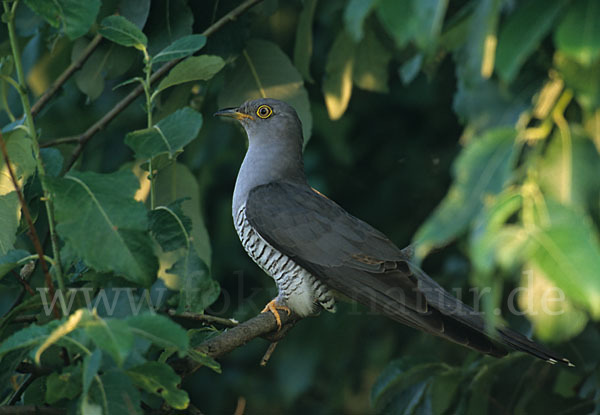 Kuckuck (Cuculus canorus)