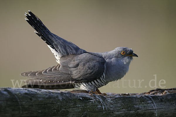 Kuckuck (Cuculus canorus)