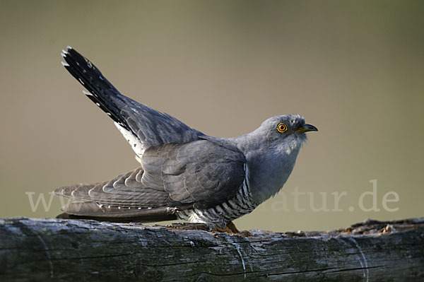 Kuckuck (Cuculus canorus)