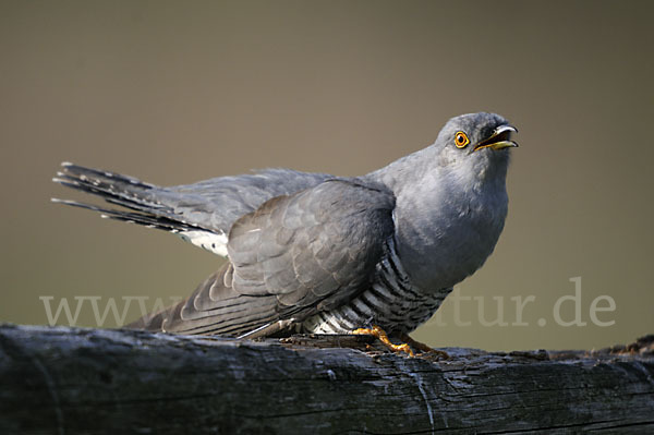 Kuckuck (Cuculus canorus)