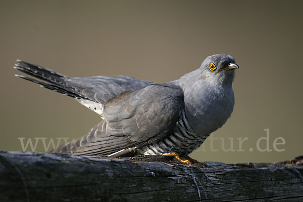 Kuckuck (Cuculus canorus)