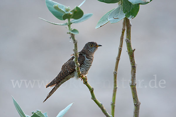 Kuckuck (Cuculus canorus)