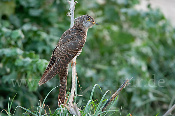 Kuckuck (Cuculus canorus)