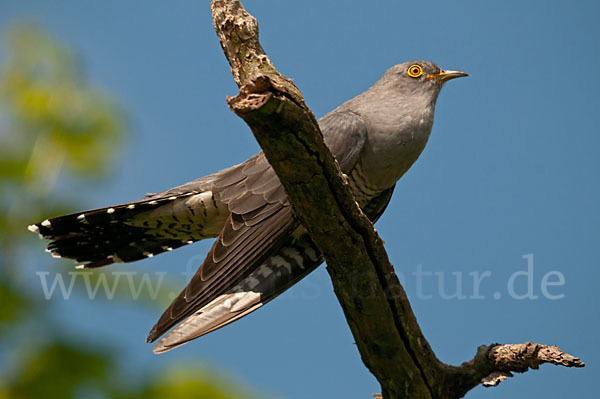 Kuckuck (Cuculus canorus)