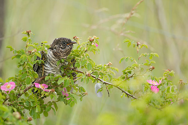 Kuckuck (Cuculus canorus)