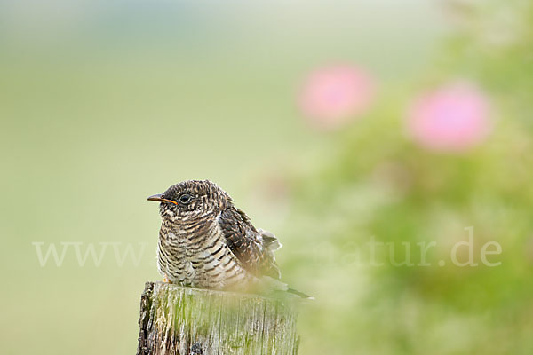 Kuckuck (Cuculus canorus)