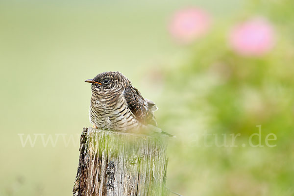 Kuckuck (Cuculus canorus)