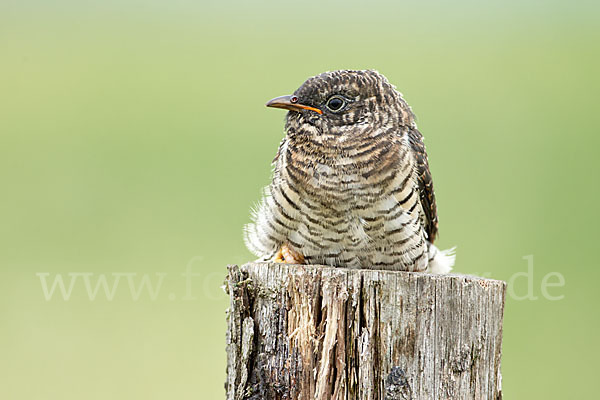 Kuckuck (Cuculus canorus)