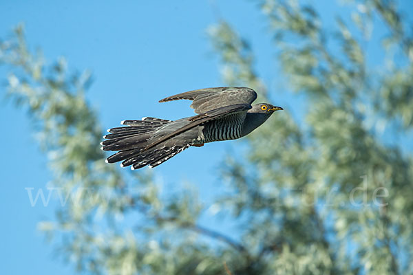 Kuckuck (Cuculus canorus)