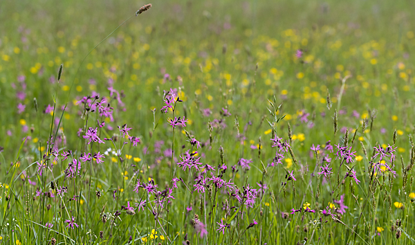 Kuckucks-Lichtnelke (Lychnis flos-cuculi)