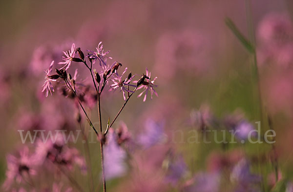 Kuckucks-Lichtnelke (Lychnis flos-cuculi)