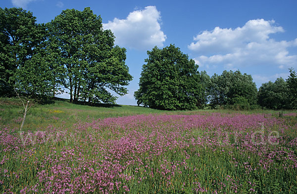 Kuckucks-Lichtnelke (Lychnis flos-cuculi)