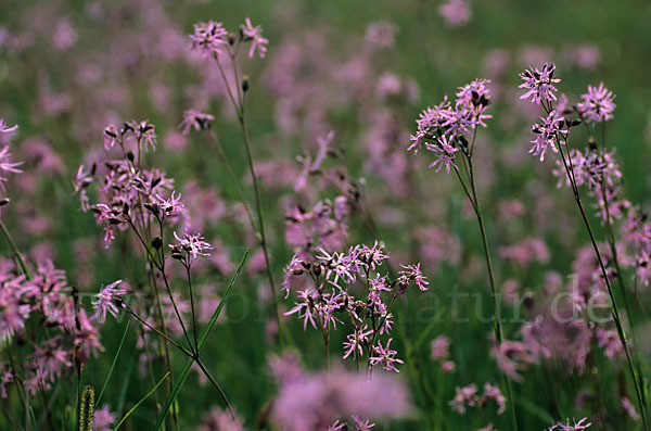 Kuckucks-Lichtnelke (Lychnis flos-cuculi)