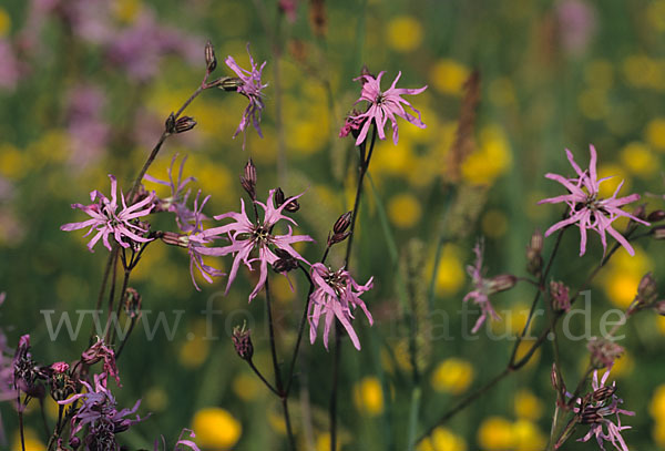 Kuckucks-Lichtnelke (Lychnis flos-cuculi)