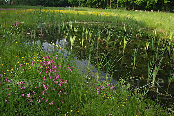 Kuckucks-Lichtnelke (Lychnis flos-cuculi)