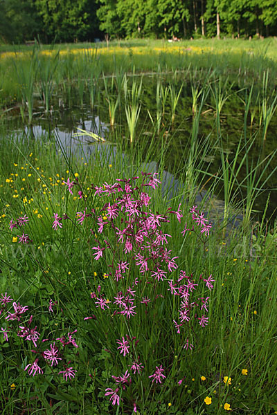 Kuckucks-Lichtnelke (Lychnis flos-cuculi)