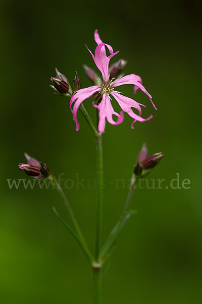 Kuckucks-Lichtnelke (Lychnis flos-cuculi)