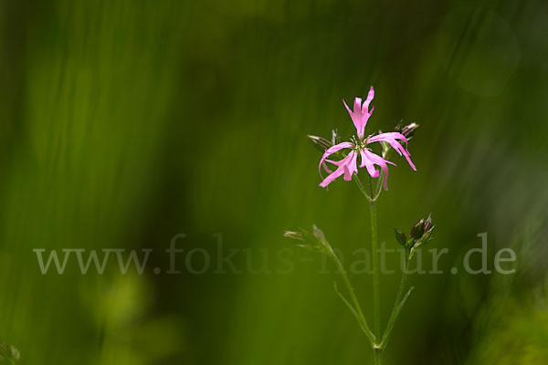 Kuckucks-Lichtnelke (Lychnis flos-cuculi)