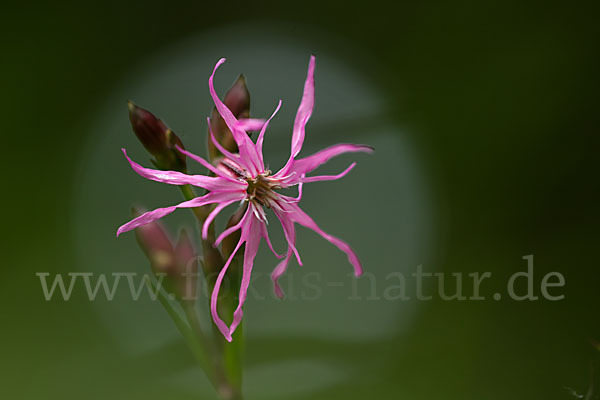 Kuckucks-Lichtnelke (Lychnis flos-cuculi)