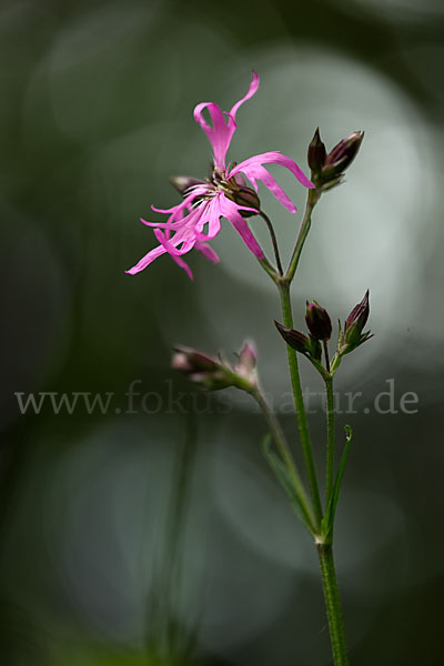 Kuckucks-Lichtnelke (Lychnis flos-cuculi)