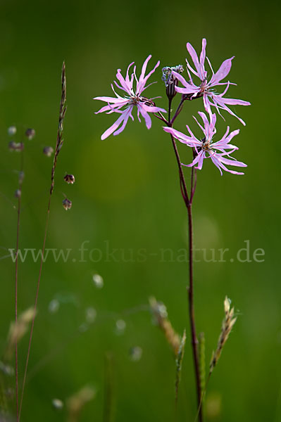 Kuckucks-Lichtnelke (Lychnis flos-cuculi)