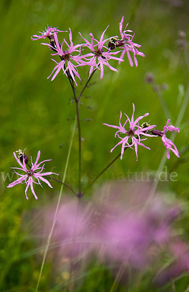 Kuckucks-Lichtnelke (Lychnis flos-cuculi)