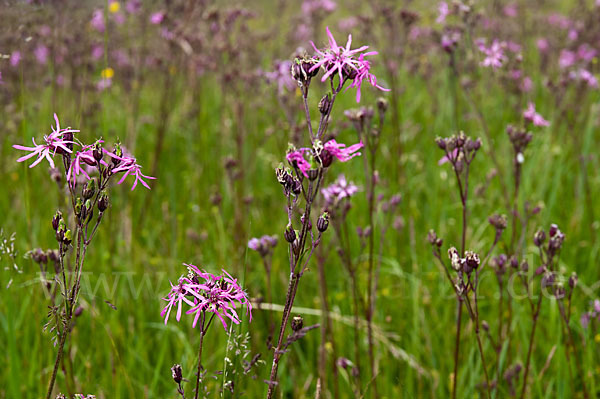 Kuckucks-Lichtnelke (Lychnis flos-cuculi)