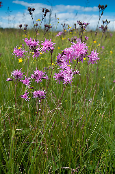 Kuckucks-Lichtnelke (Lychnis flos-cuculi)