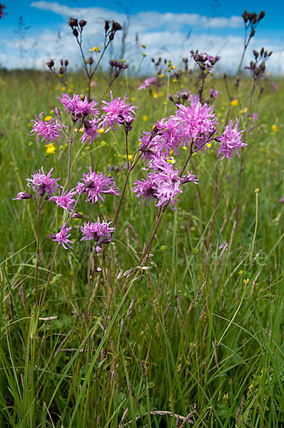 Kuckucks-Lichtnelke (Lychnis flos-cuculi)