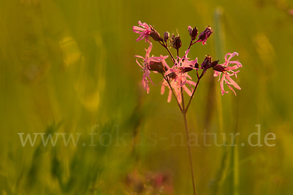 Kuckucks-Lichtnelke (Lychnis flos-cuculi)