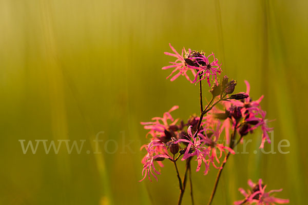 Kuckucks-Lichtnelke (Lychnis flos-cuculi)