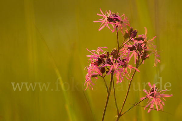 Kuckucks-Lichtnelke (Lychnis flos-cuculi)