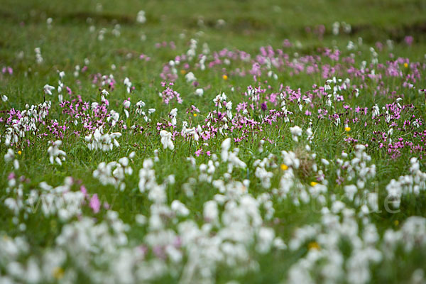 Kuckucks-Lichtnelke (Lychnis flos-cuculi)