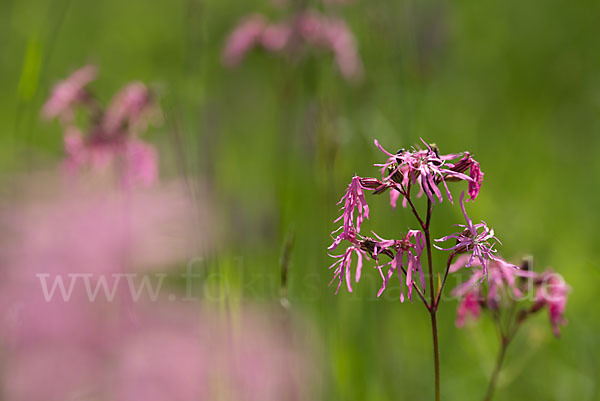 Kuckucks-Lichtnelke (Lychnis flos-cuculi)