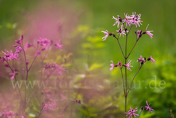 Kuckucks-Lichtnelke (Lychnis flos-cuculi)