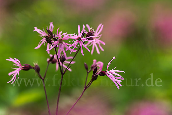 Kuckucks-Lichtnelke (Lychnis flos-cuculi)