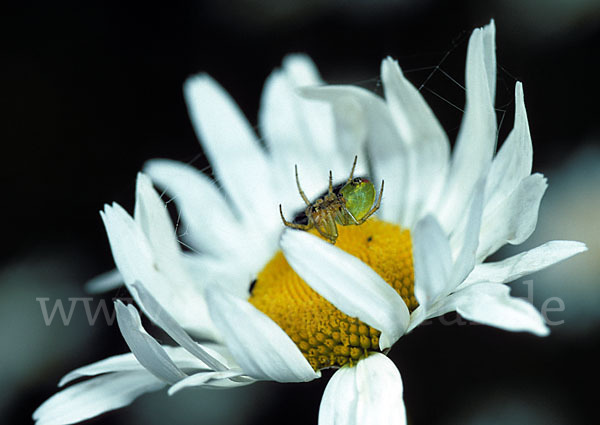 Kürbisspinne (Araniella  cucurbitina)