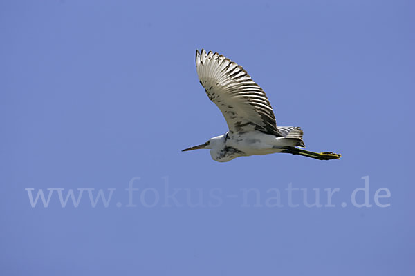 Küstenreiher (Egretta gularis gularis)