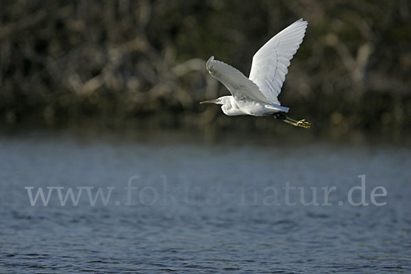 Küstenreiher (Egretta gularis gularis)