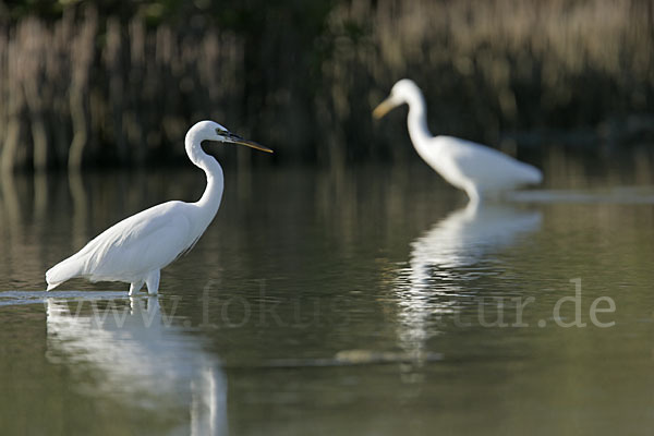 Küstenreiher (Egretta gularis gularis)