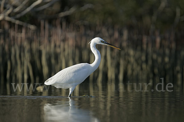 Küstenreiher (Egretta gularis gularis)