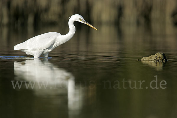 Küstenreiher (Egretta gularis gularis)