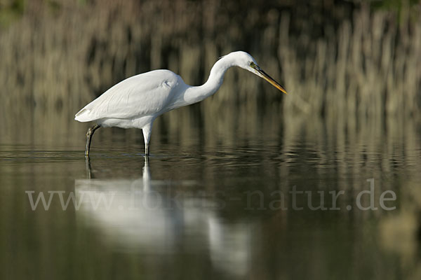 Küstenreiher (Egretta gularis gularis)