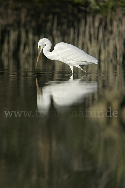 Küstenreiher (Egretta gularis gularis)