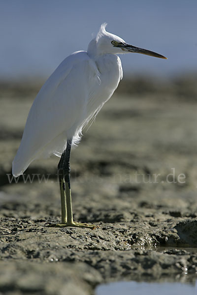 Küstenreiher (Egretta gularis gularis)