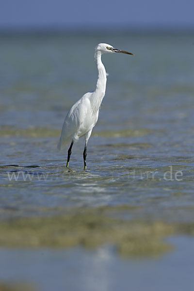 Küstenreiher (Egretta gularis gularis)