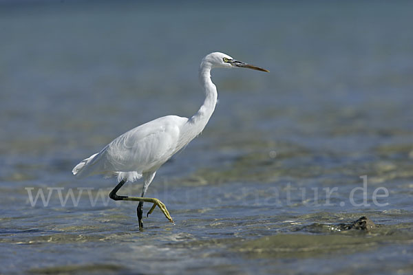 Küstenreiher (Egretta gularis gularis)